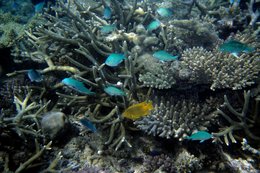 Comoros-Archipelago;-Coral;-Coral-reef;-Diving;-Fish;-France;-Indian-Ocean;-Kaleidos;-Kaleidos-images;-La-parole-à-limage;-Laurent-Abad;-Marine-life;-Mayotte;-Sea;-Stories-Pictures